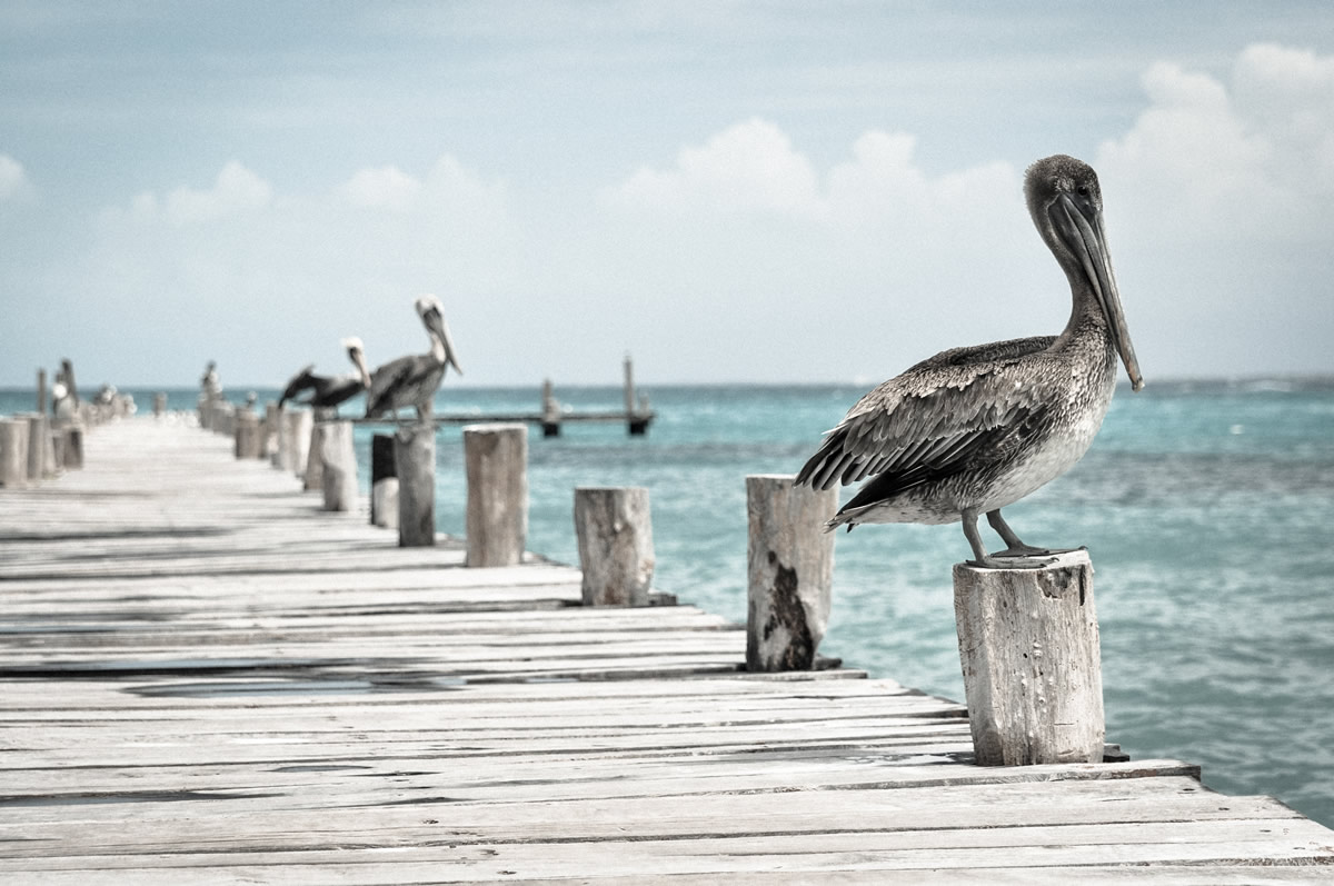 Pelican