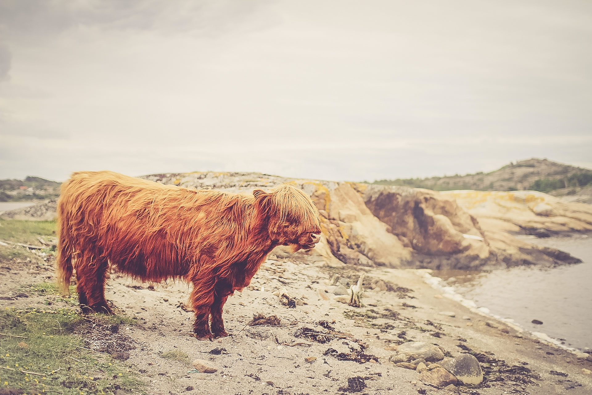 Hairy Cows
